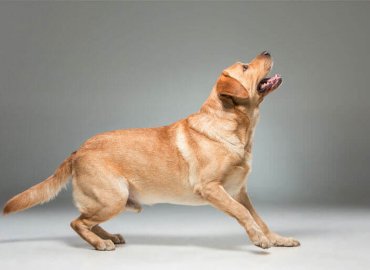 German Shepherd For Sale